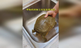 甲鱼宰杀视频,传统烹饪技艺的传承与反思